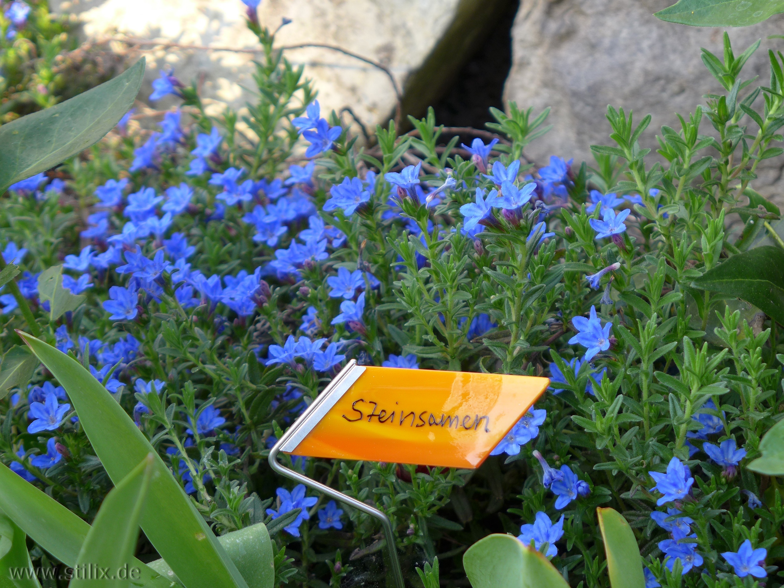 Datei fotos/garten-01.jpg wurde nicht gefunden.