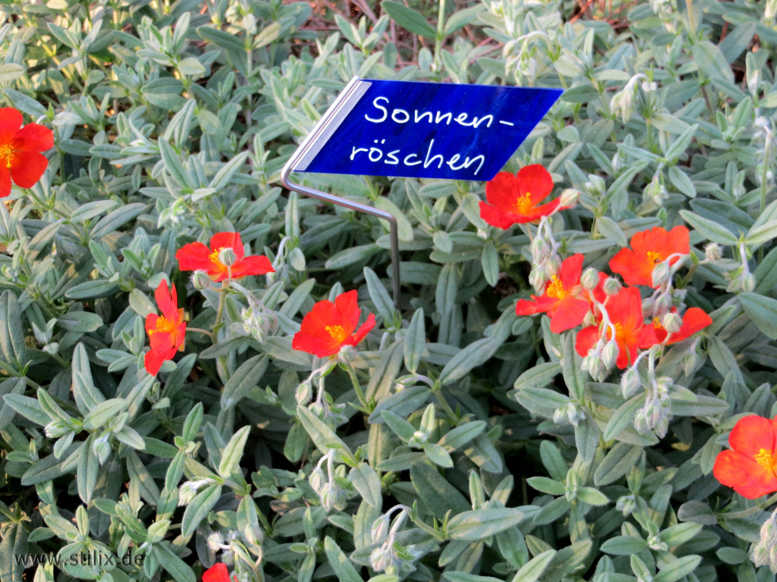 Datei fotos/garten-02.jpg wurde nicht gefunden.