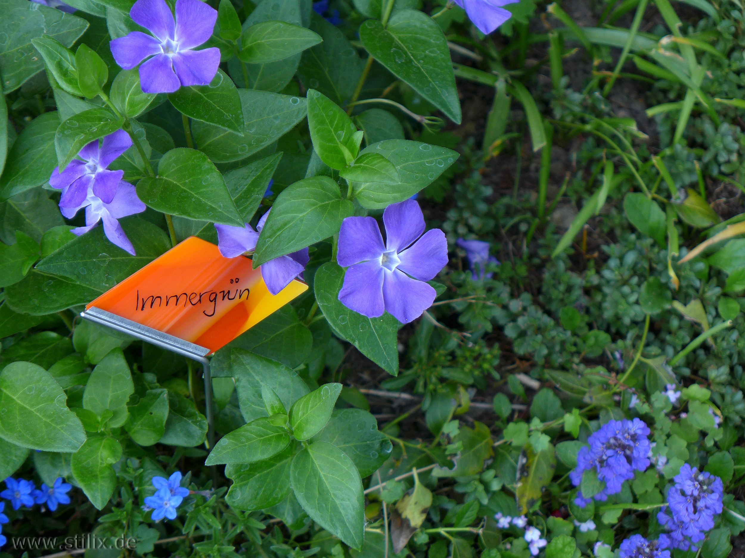 Datei fotos/garten-09.jpg wurde nicht gefunden.