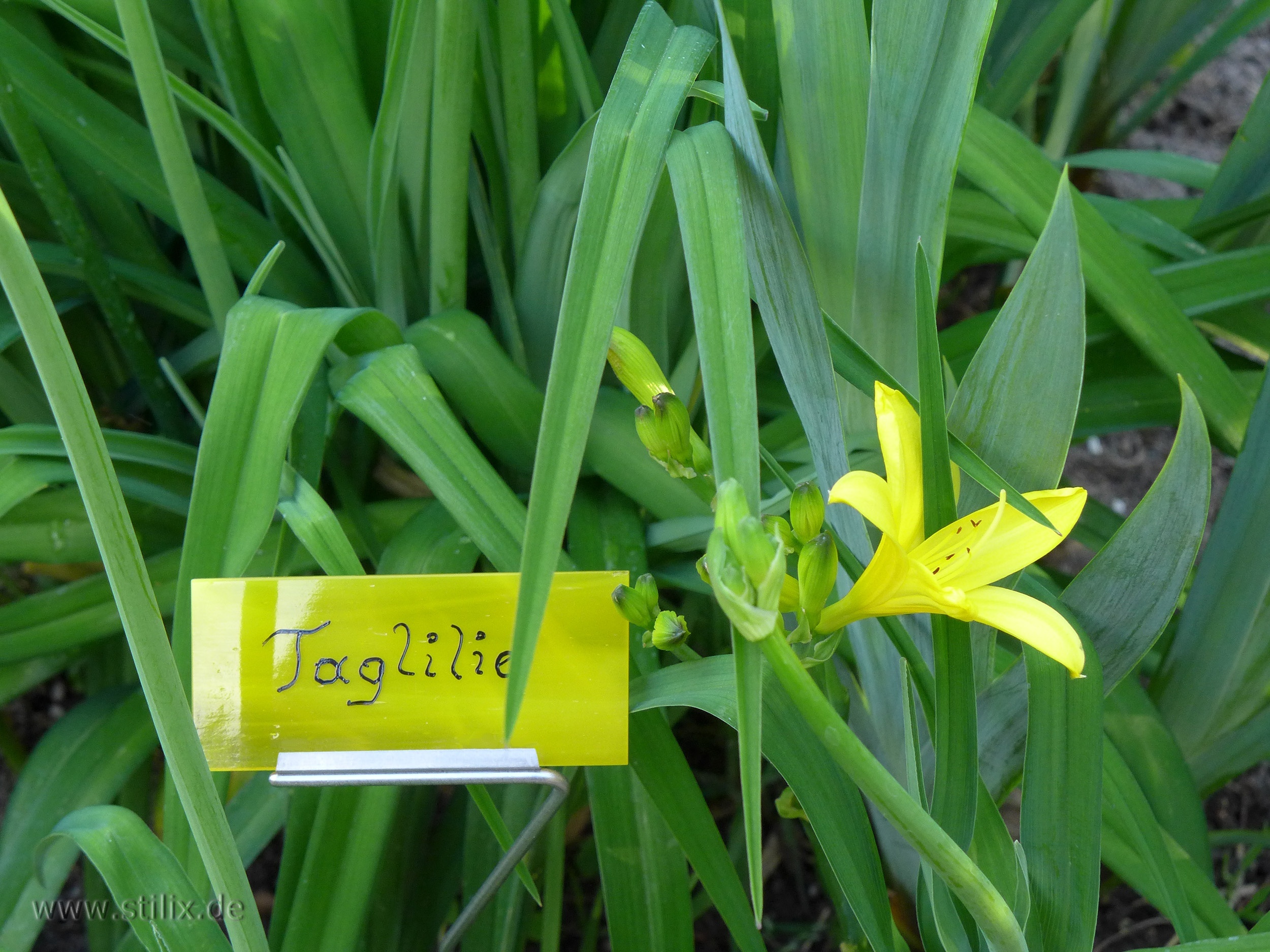 Datei fotos/garten-10.jpg wurde nicht gefunden.