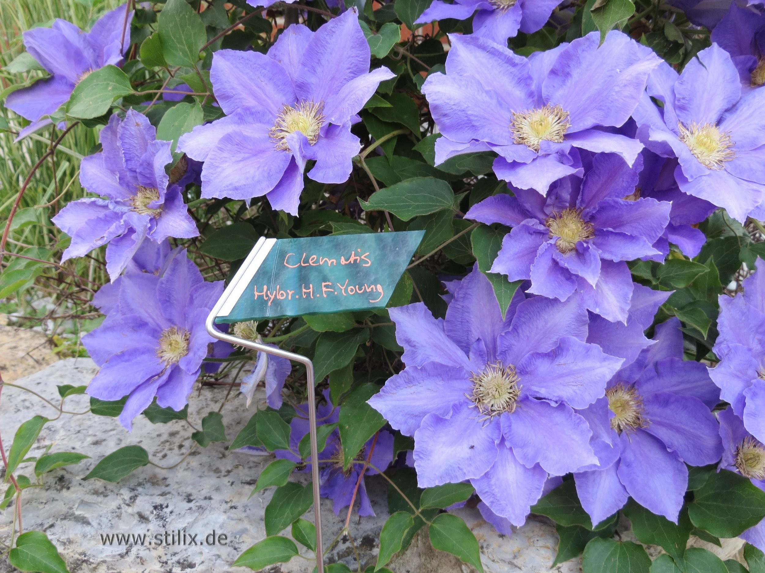 Datei fotos/garten-17.jpg wurde nicht gefunden.