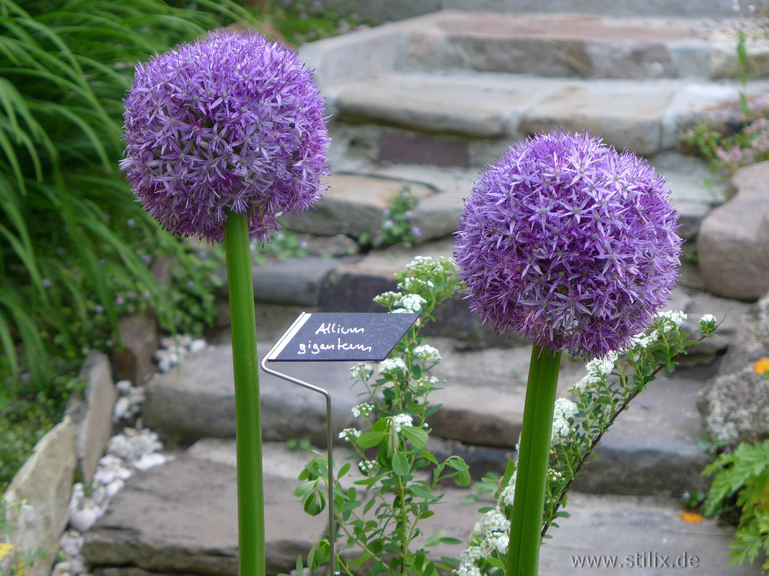 Datei fotos/garten-20.jpg wurde nicht gefunden.