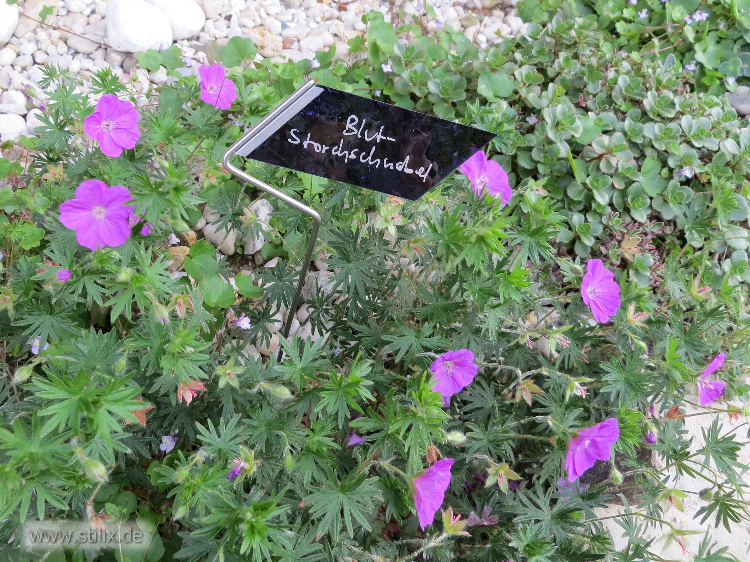 Datei pflanzenschilder/pflanzenschild-02.jpg wurde nicht gefunden.