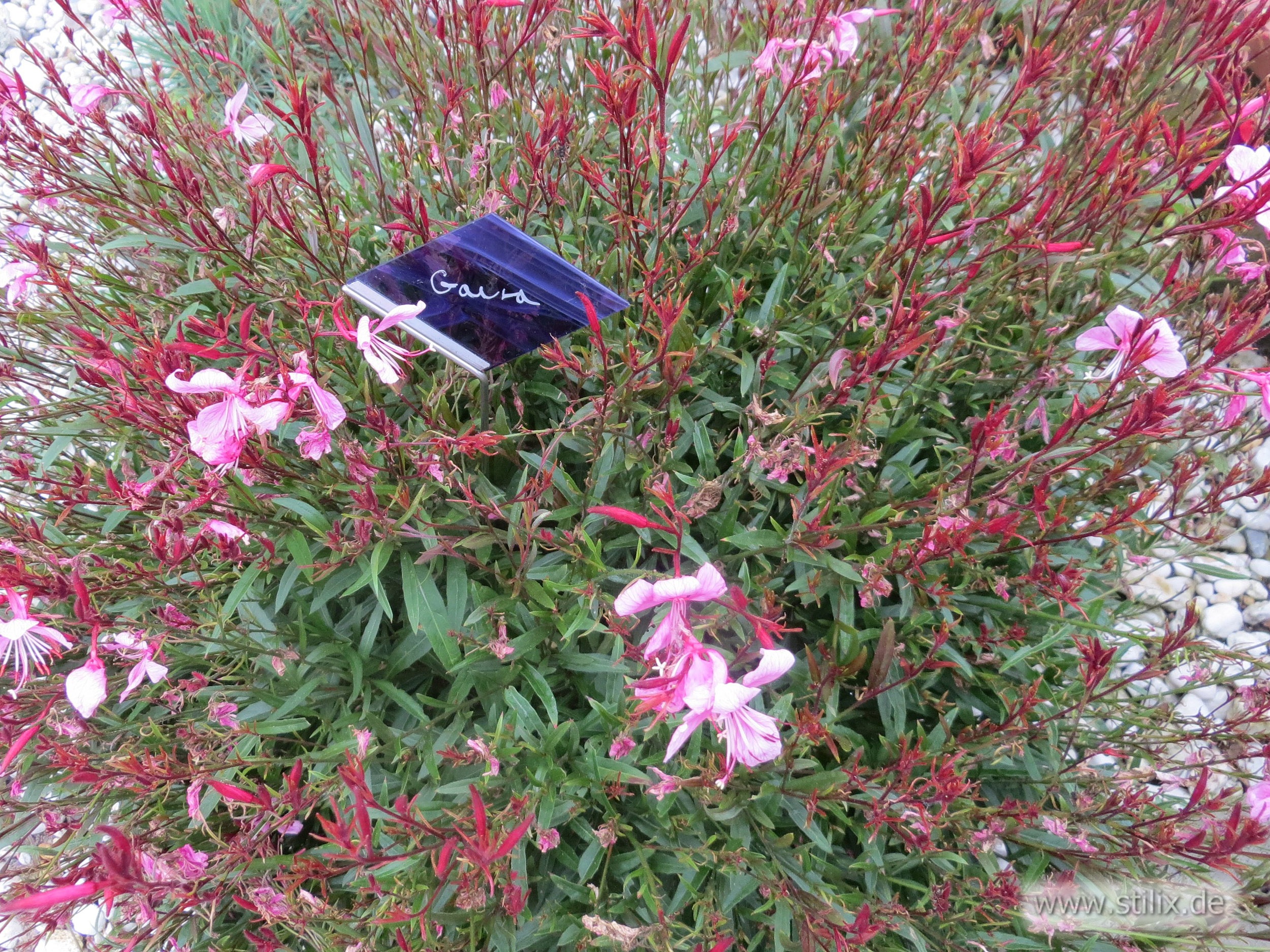 Datei pflanzenschilder/pflanzenschild-03.jpg wurde nicht gefunden.