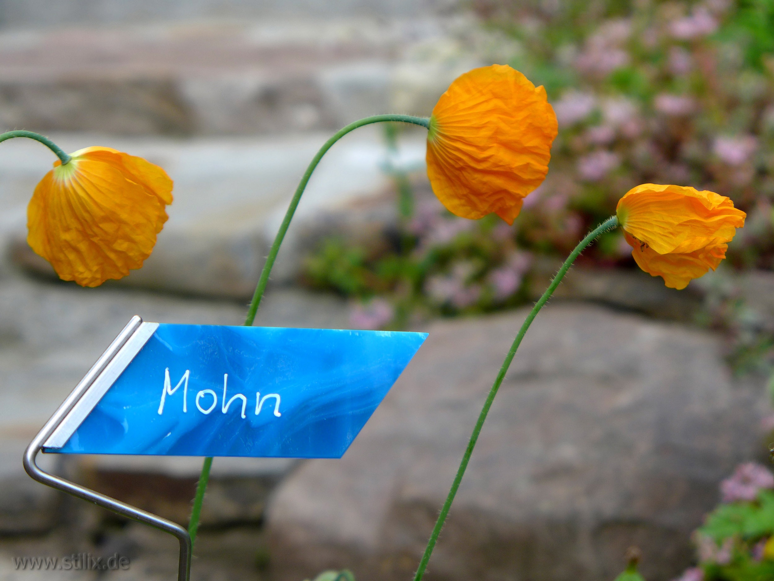 Datei pflanzenschilder/pflanzenschild-05.jpg wurde nicht gefunden.