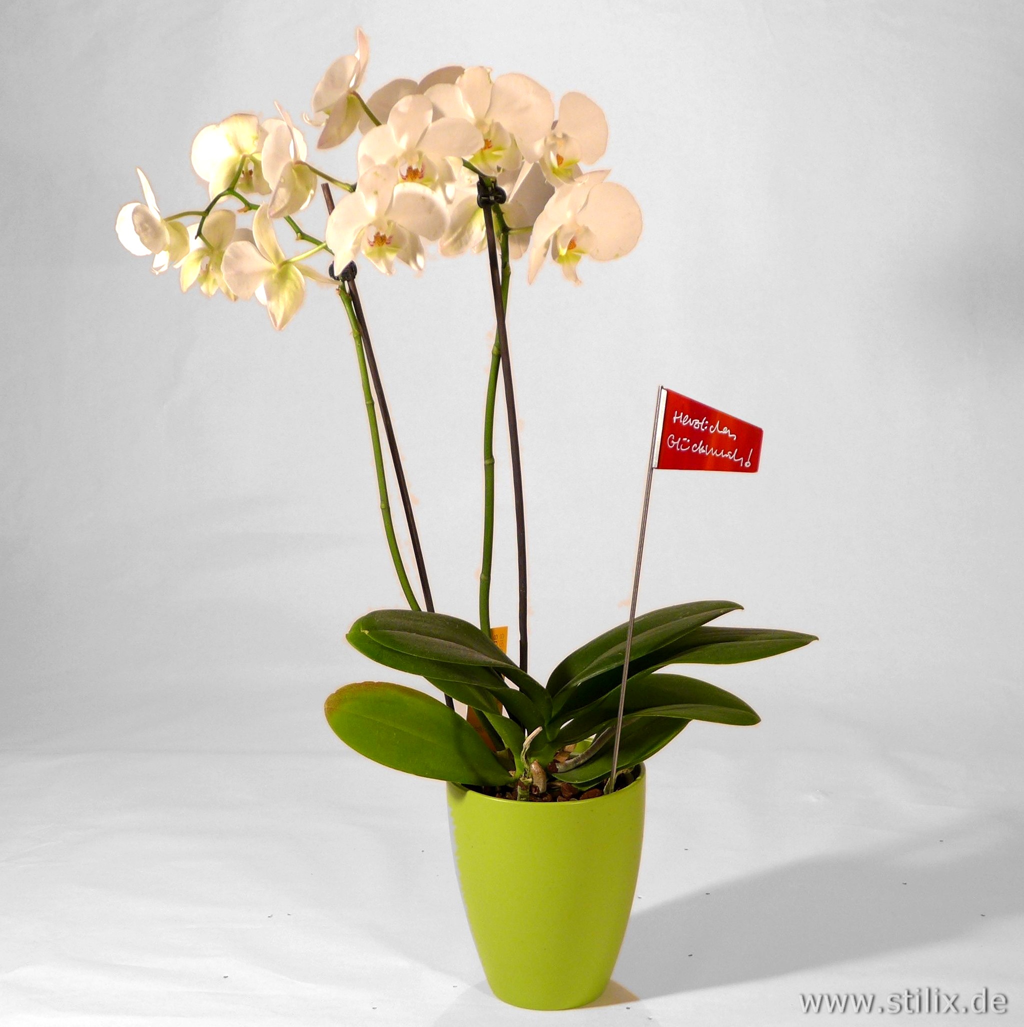 Datei preis-gruss/gruss-03.jpg wurde nicht gefunden.